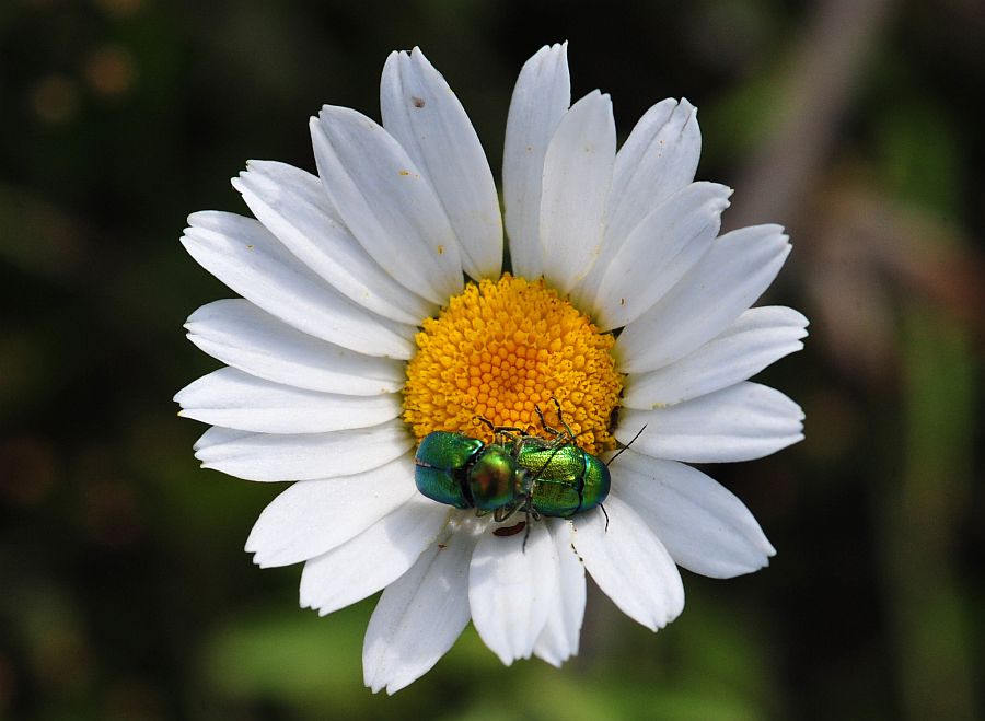 La vita in un fiore - seconda parte